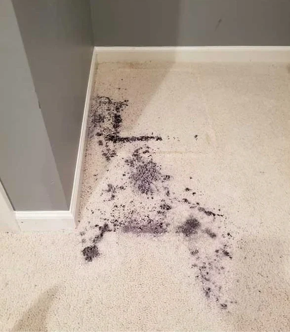 carpet cleaning