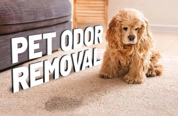 Effective pet odour removal in Edinburgh Our Trained team uses advanced methods to refresh your home and eliminate stubborn smells for good.