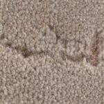 Carpet Moths UK: Hidden Threat, Signs & Removal Guide