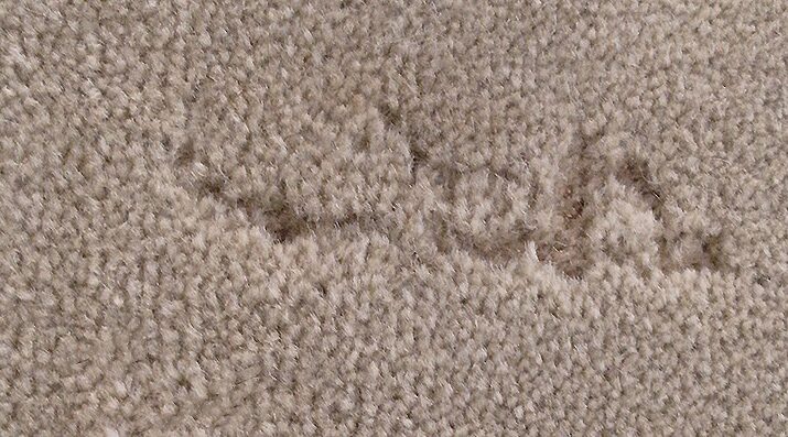 Carpet Moths UK: Hidden Threat, Signs & Removal Guide
