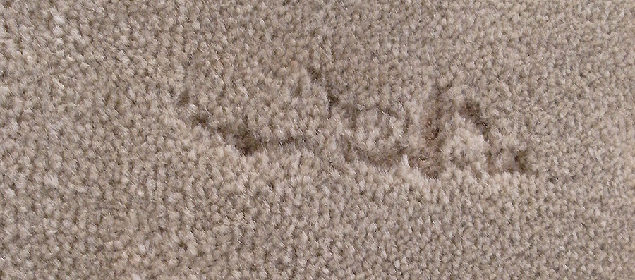 Carpet Moths UK: Hidden Threat, Signs & Removal Guide
