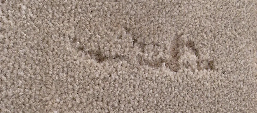 Carpet Moths UK: Hidden Threat, Signs & Removal Guide